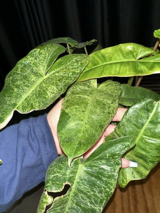 Филодендроны, монстера