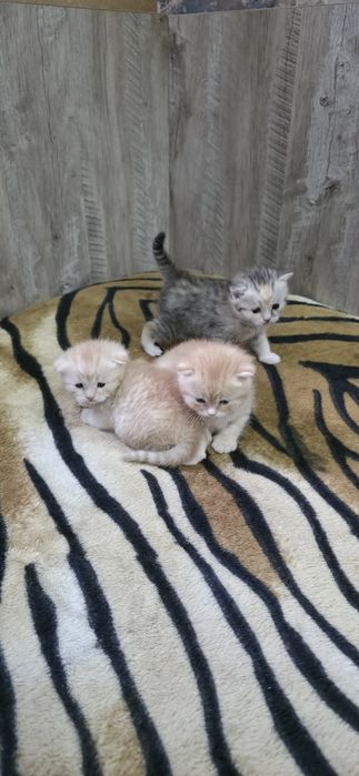 Шотландские вислоухие