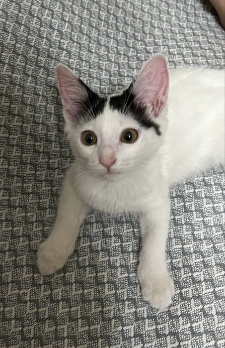 Котенок ищет дом