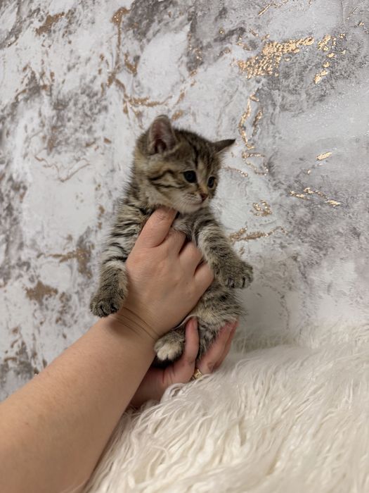 Продам шотландку окрас тигррвый