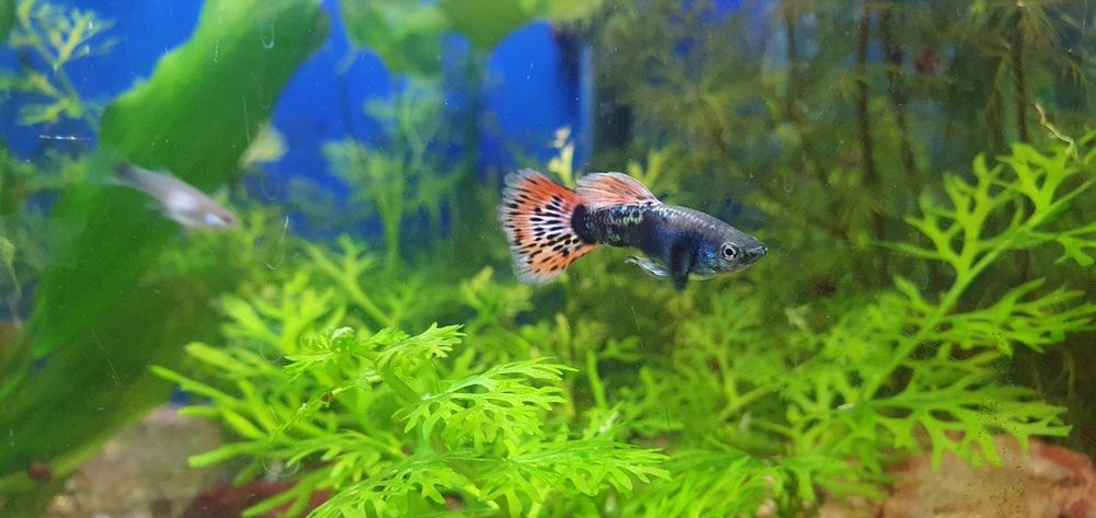 Рыбки "Гуппи" в ассортименте