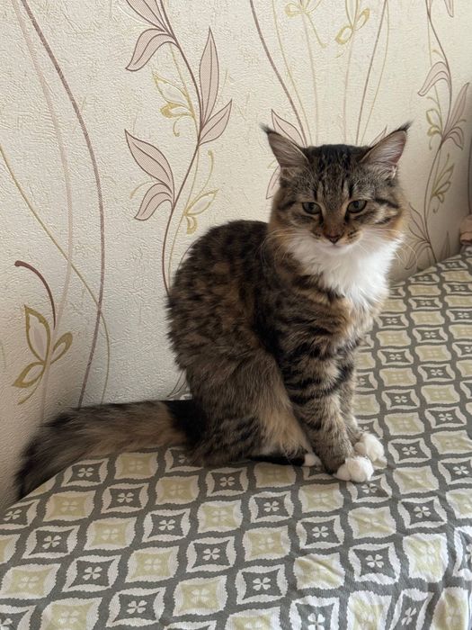 Отдам двух котят в добрые руки