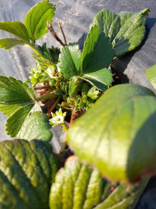 Stoloni căpșuni albion