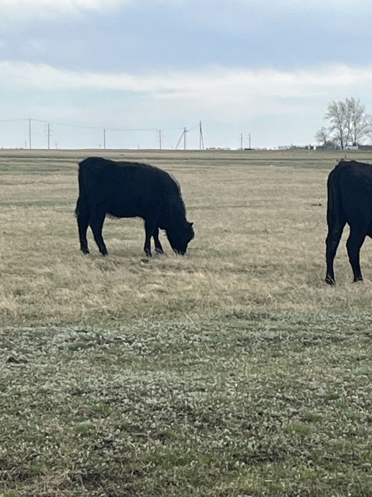 Продам телочки ангус 4 головы