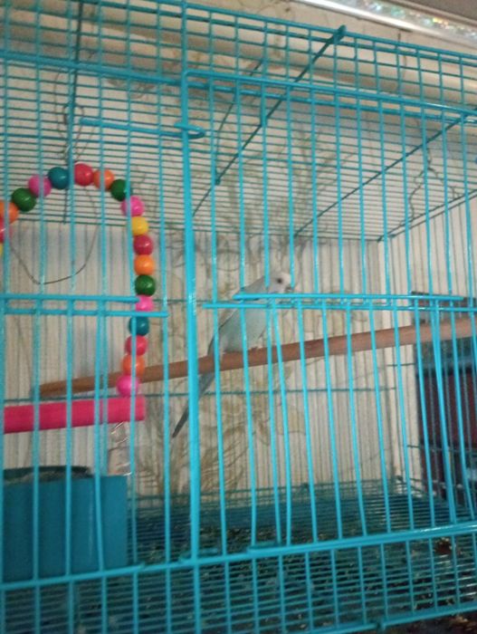 Попугай спокойной