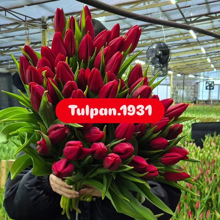 Тюльпаны к 8 марта