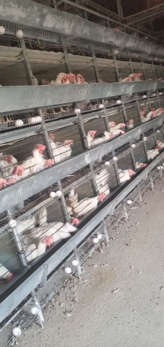 Oq tovuqlar sotiladi