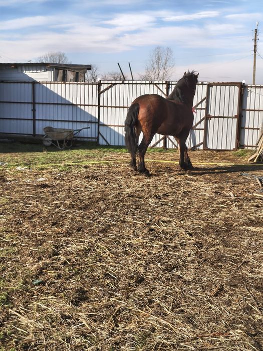 Vând sau schimb armasar