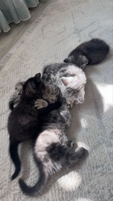 продам котят которые ищут хозяев!