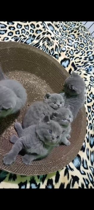 Готовятся к продаже шикарные котята скоттиш страйт и скоттиш фолд!