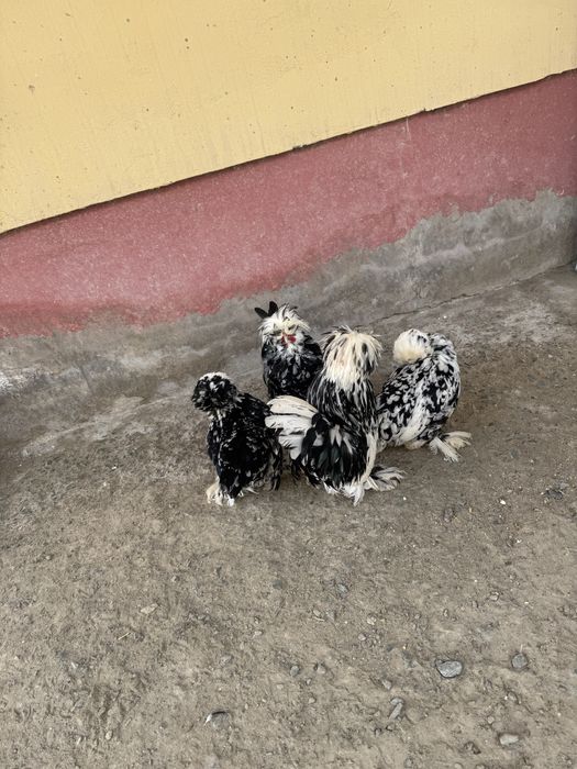 Тухумлари сотилади
