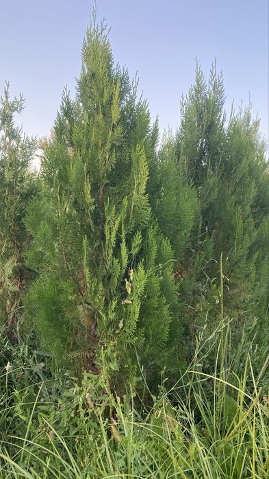 Тополь, Вязь Елка и слива