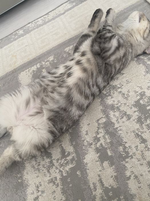 шотландский выслоухи кот