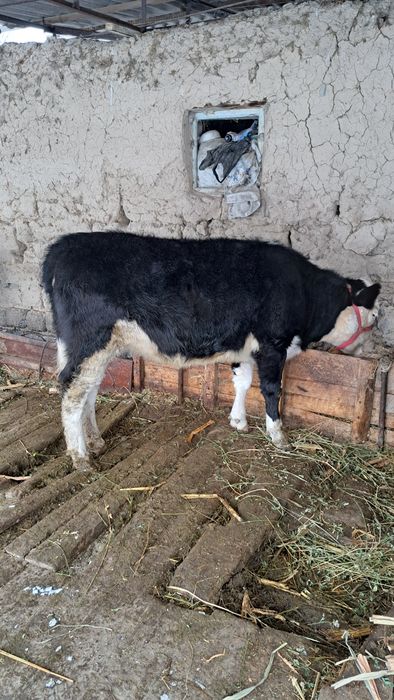 Гибрид Симментал гунажин