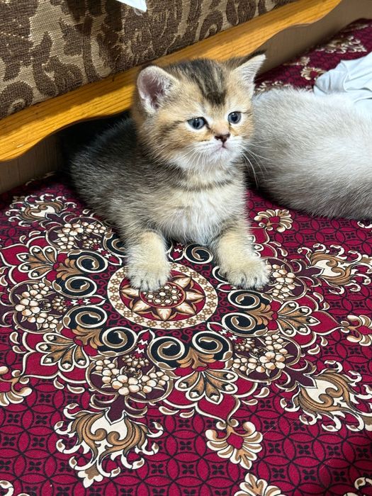 Mushuk bolasi sotiladi