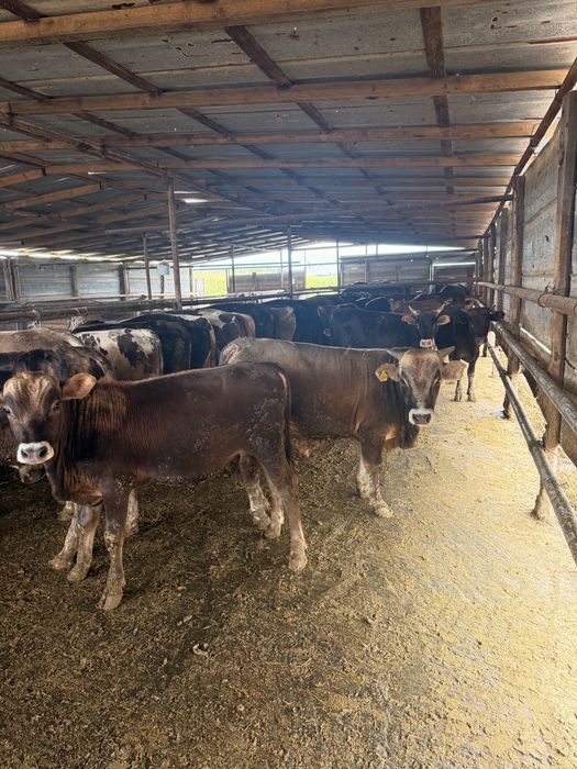 Продам бычков от года и выше