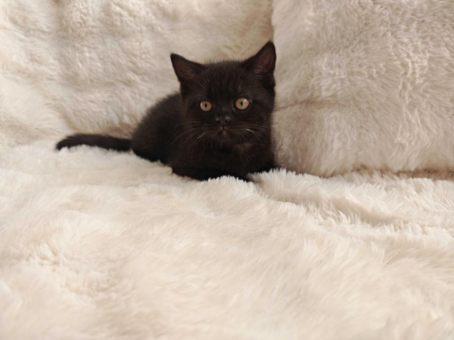 Прекрасно британче-пантера