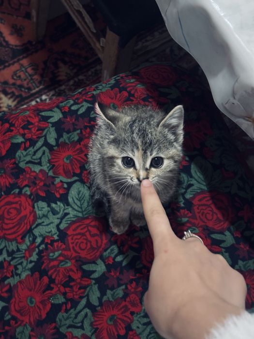 Отдам котенков бесплатно