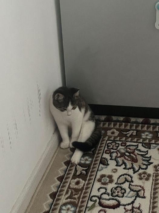 отдам кошку в добрые руки!!