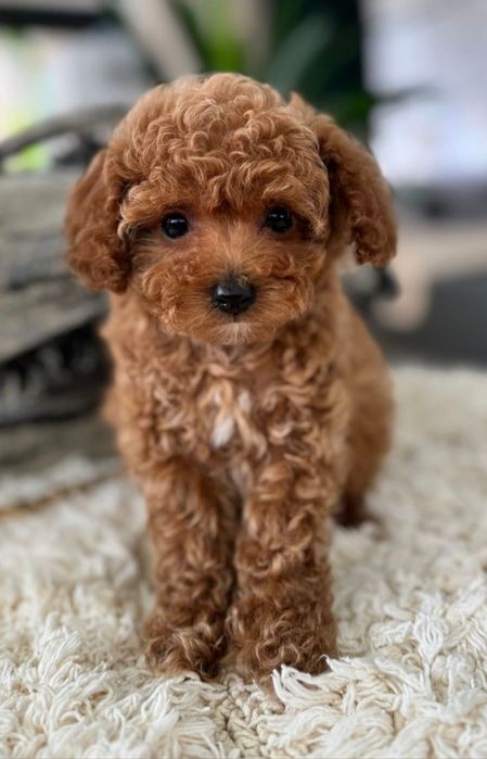 Poodle  Băiat  B