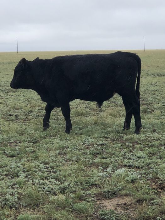 1 Ангус буаз сиыр сатылады