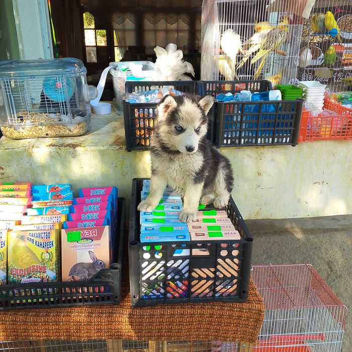 Сибирски хаски угил киз