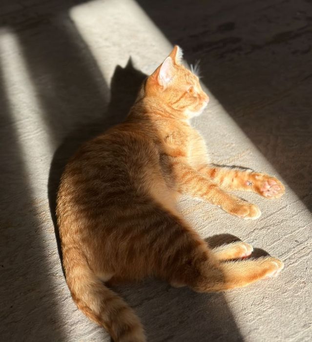 Кот в хорошие руки