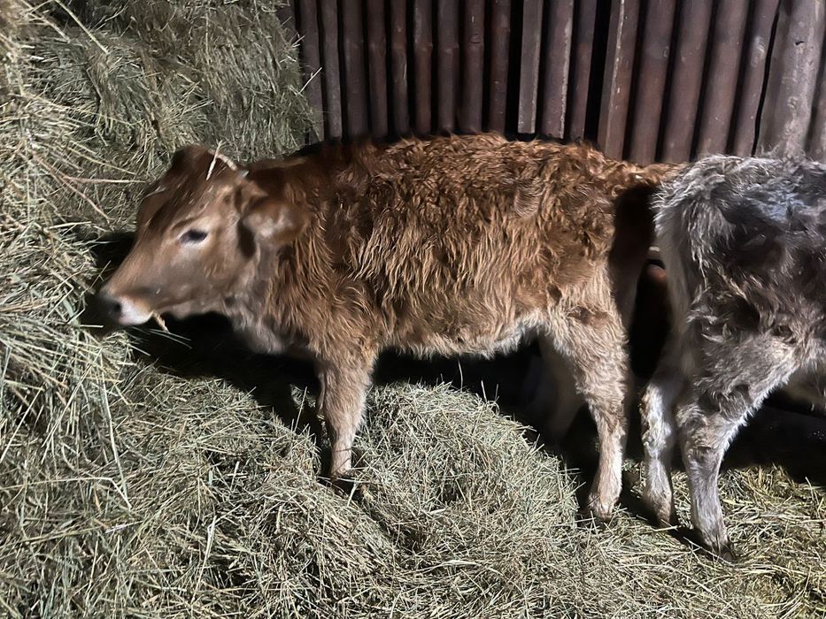 3 еуы сатылады 350 мыннан