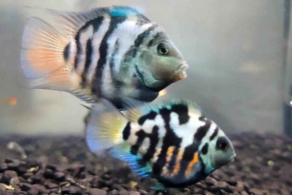 Мальки сапфирового попугая