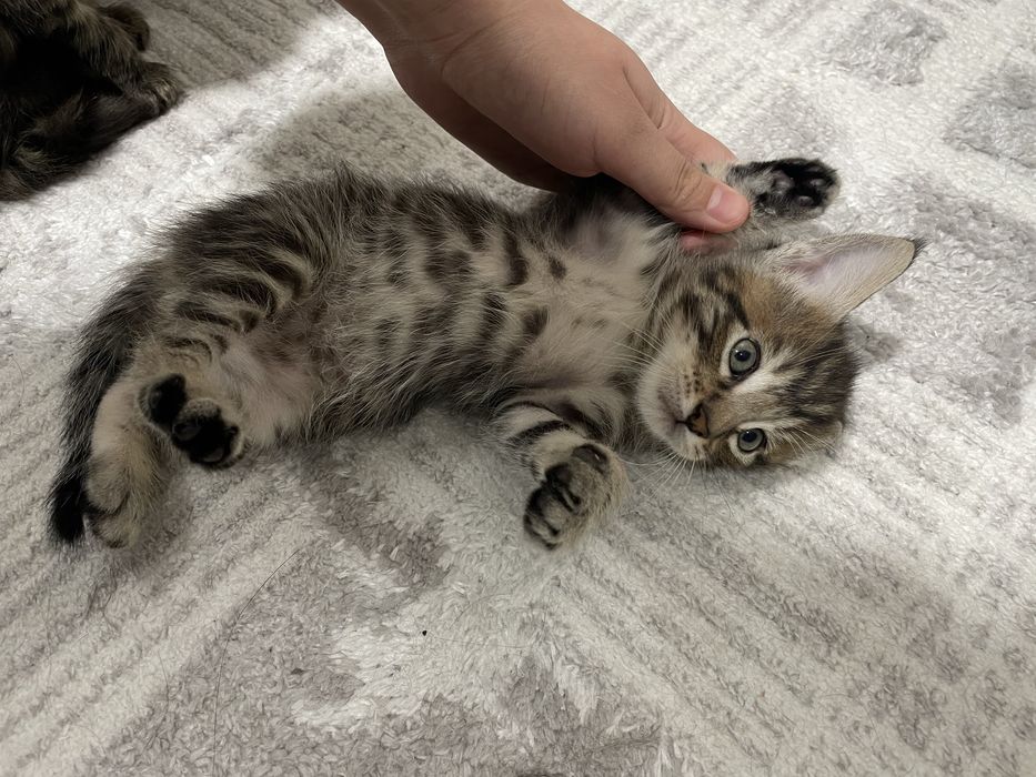 Котята мейн куна 100к