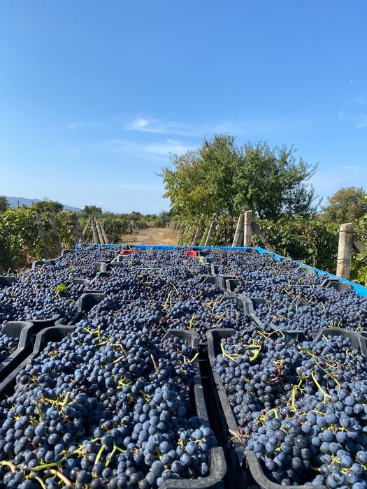 Struguri  de vânzare – producție proprie