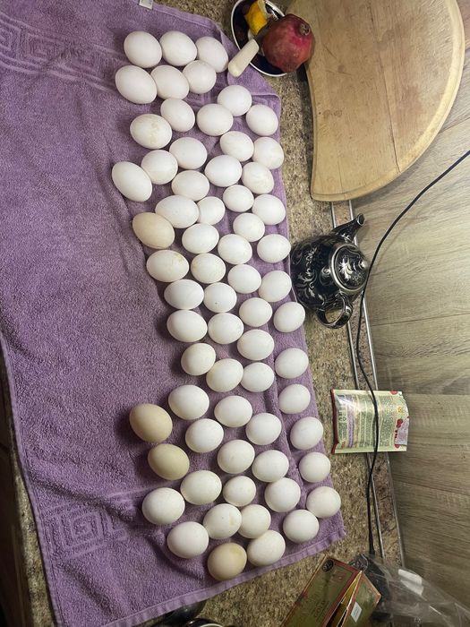 Домашнее яйцо куриное