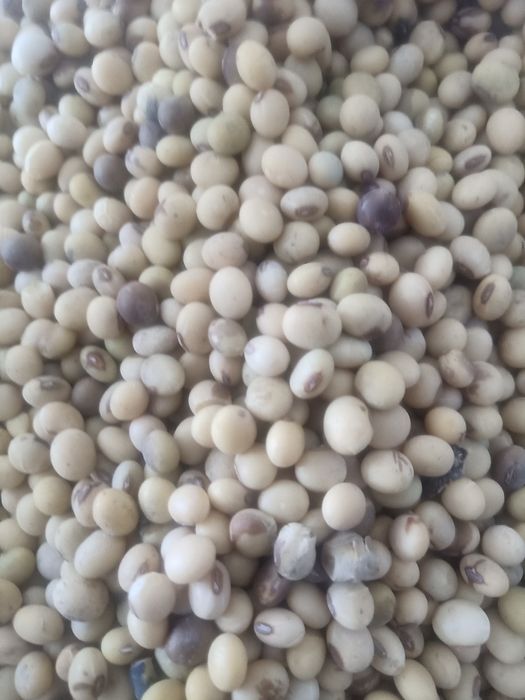 соя тұқымы сатылады