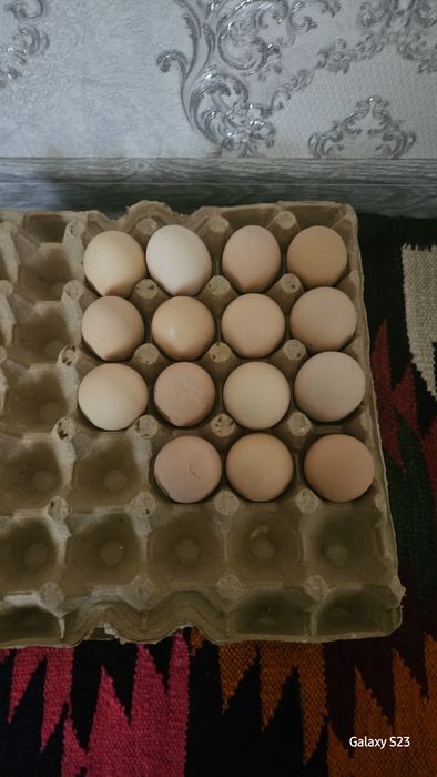 Brama tovuqlarning tuxumlari sotiladi.Narxi 5000 so'm