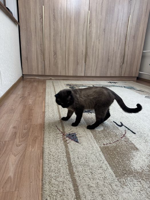 Ищем дом сиамскому котику.