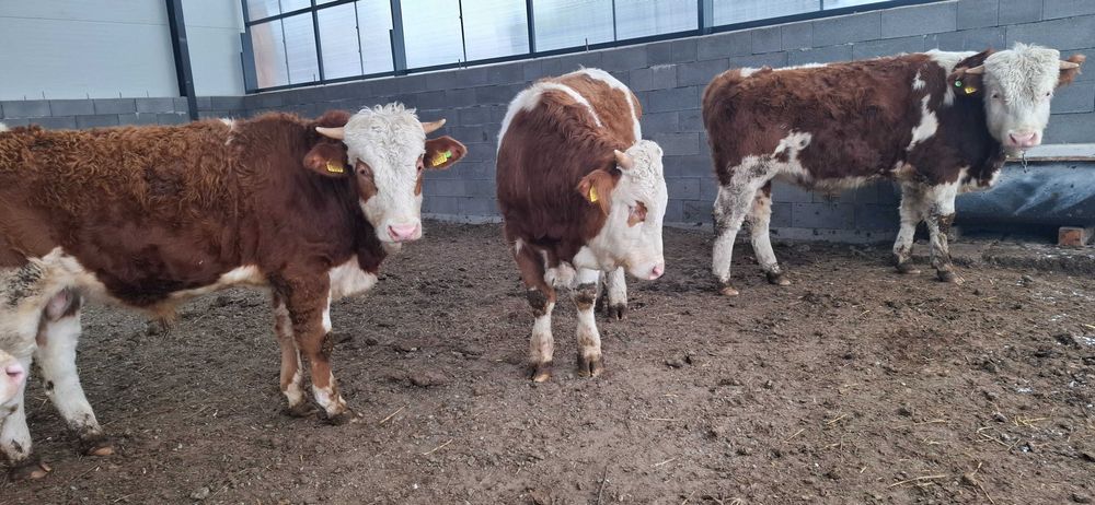 Taur cu certificat de origine