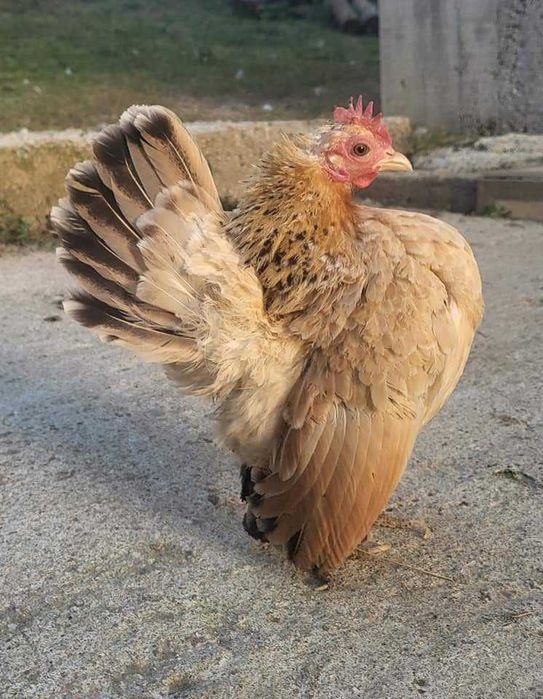 Кокошки малайски серами