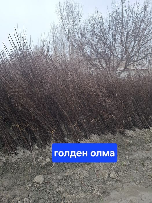 Барча турдаги кучатлар