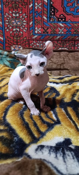 Сфинкс эльф котята