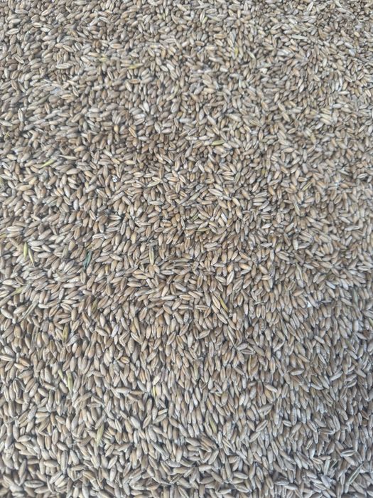 Vând triticale si grau