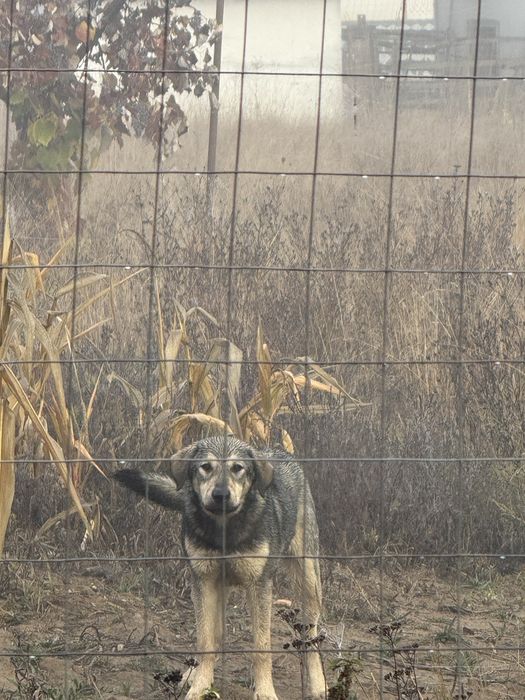 Câine abandonat, caută căsuță.