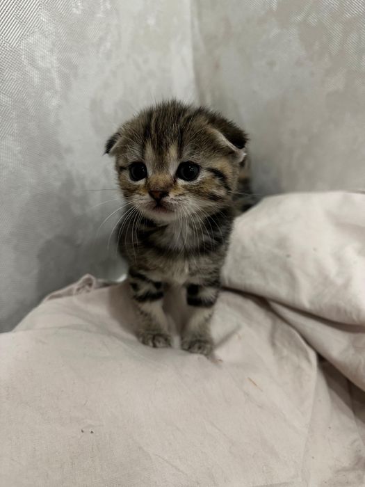 Шотландские котята