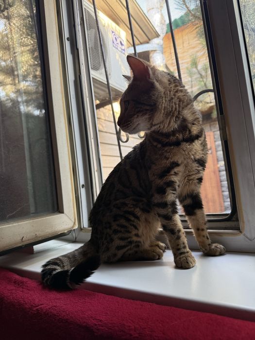 Бенгальская кошка 2 года