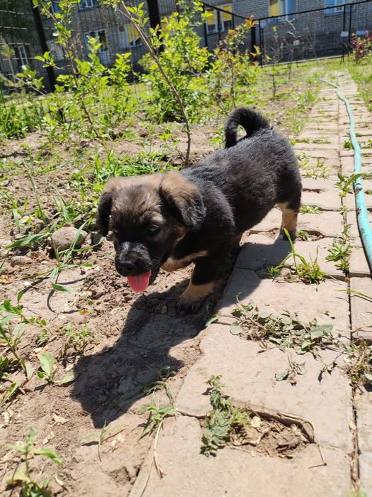 Щенок девочка в добрые руки
