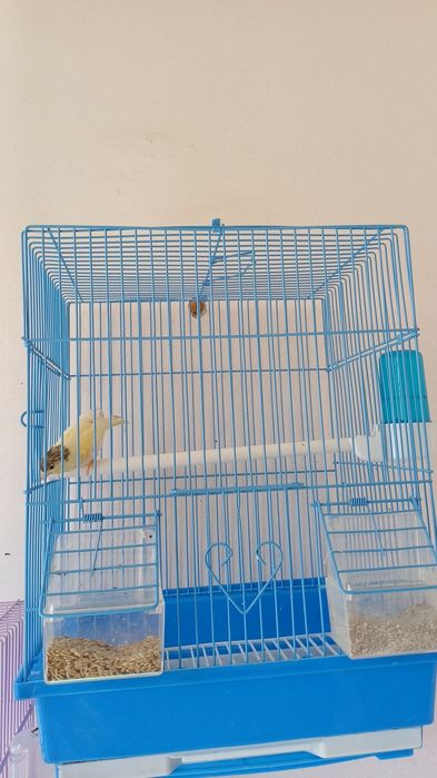 Срочно продаётся Канарейки