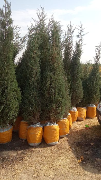 archa koʻchatlari bor  Toshkent boʻylab bor