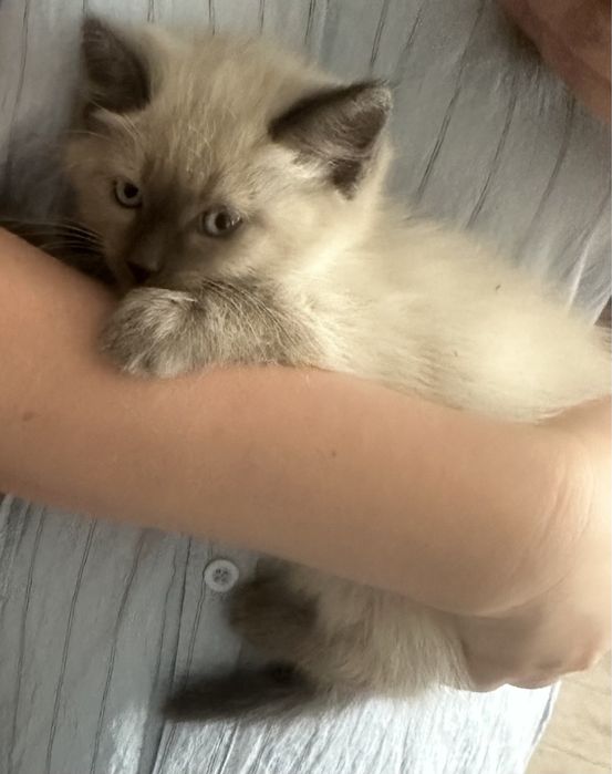 Отдам котят в добрые руки
