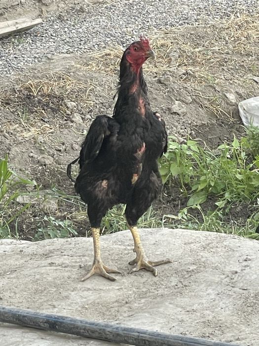 Semiz eshak bilan rus porno