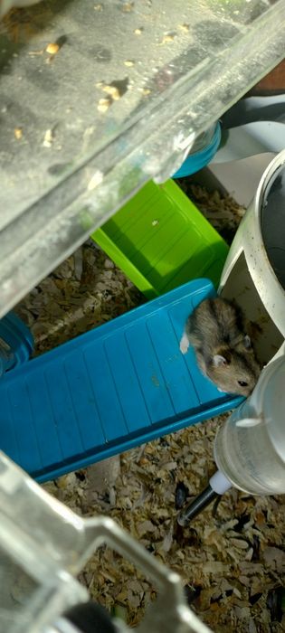 Donez femela hamster pitic