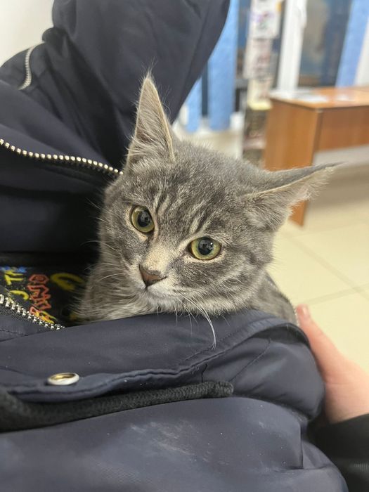 Отдам в добрые руки кошек